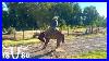 Summer Cattle Ranching In Colorado